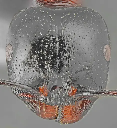 Messor creticus specimen