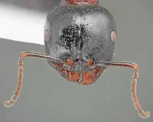 Messor creticus specimen