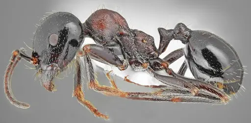 Messor creticus - CASENT0872259