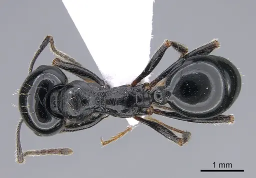 Messor danaes specimen