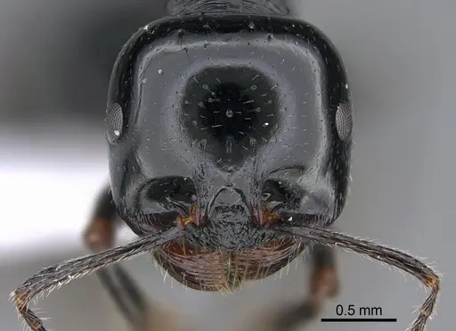 Messor danaes specimen