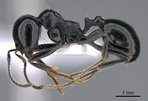 Messor danaes specimen