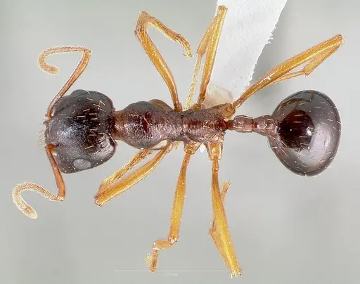 Messor decipiens specimen