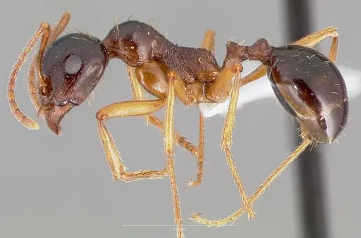 Messor decipiens specimen