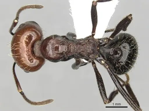 Messor decipiens - CASENT0281588