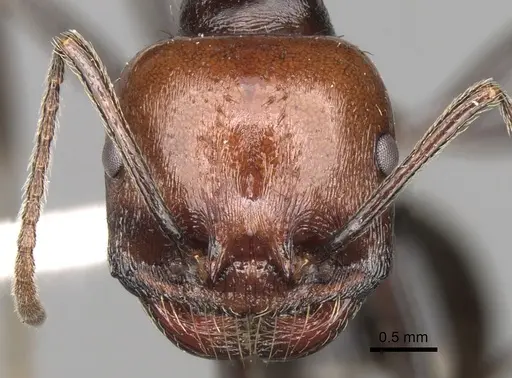 Messor decipiens - CASENT0281588