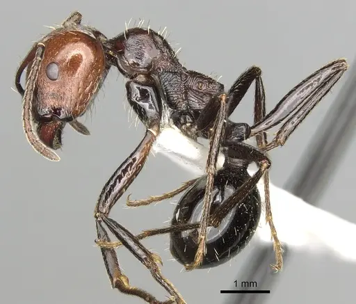 Messor decipiens - CASENT0281588