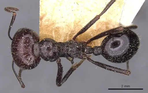 Messor decipiens - CASENT0907714