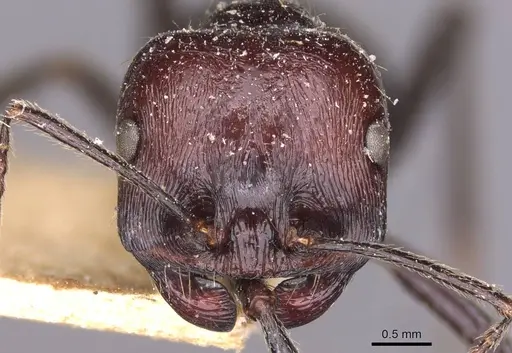 Messor decipiens - CASENT0907714