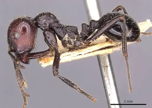 Messor decipiens - CASENT0907714