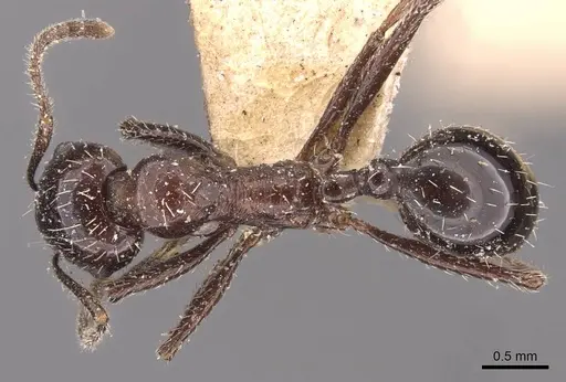 Messor decipiens - CASENT0907715