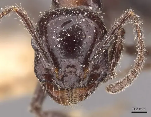 Messor decipiens - CASENT0907715