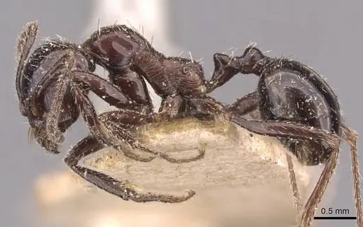 Messor decipiens - CASENT0907715