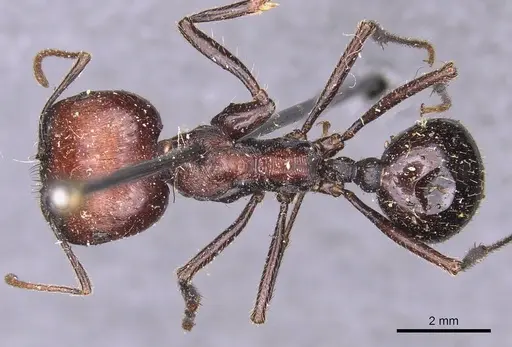 Messor decipiens - CASENT0907716