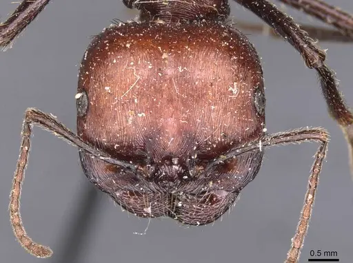 Messor decipiens - CASENT0907716