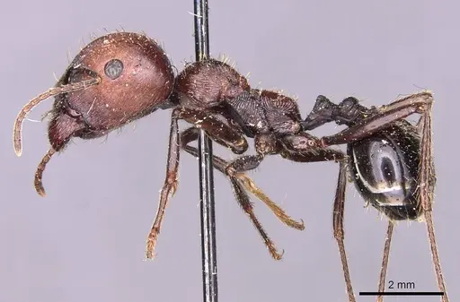 Messor decipiens - CASENT0907716