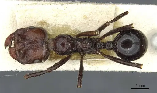 Messor decipiens - CASENT0913175