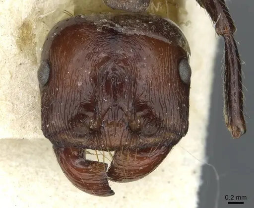 Messor decipiens - CASENT0913175