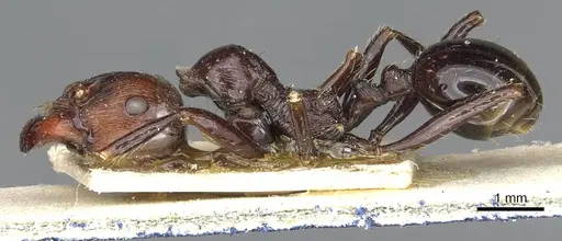 Messor decipiens - CASENT0913175