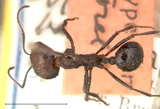 Messor decipiens - FOCOL0626