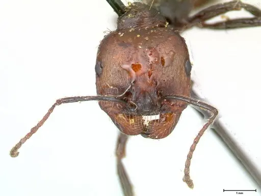 Messor decipiens - FOCOL0626