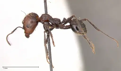 Messor decipiens - FOCOL0626