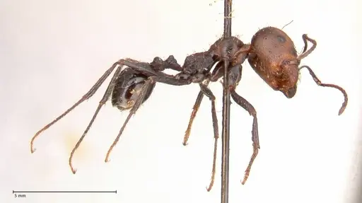 Messor decipiens - FOCOL0626