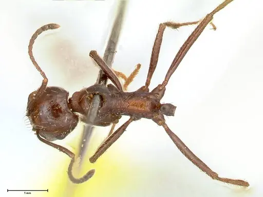 Messor decipiens - FOCOL0627