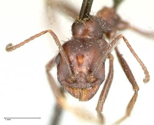 Messor decipiens - FOCOL0627