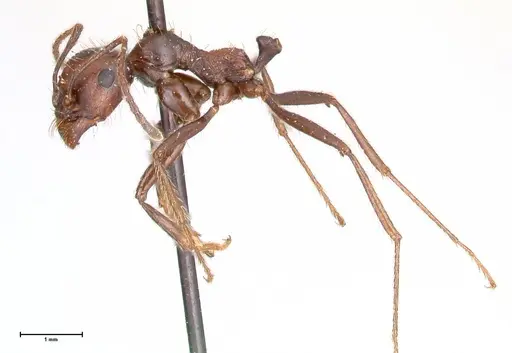 Messor decipiens - FOCOL0627