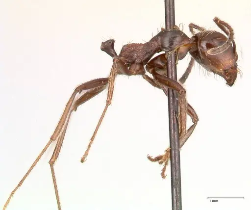 Messor decipiens - FOCOL0627