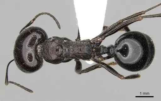 Messor dentatus specimen