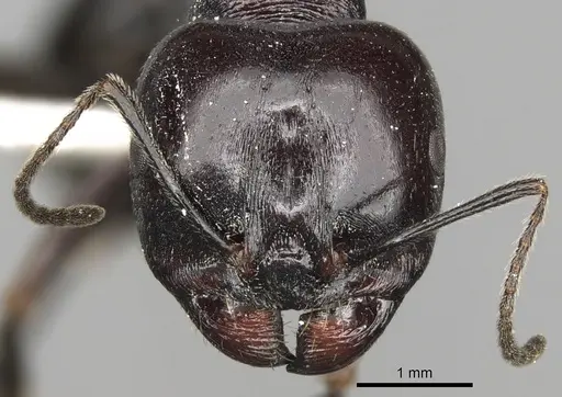 Messor dentatus specimen