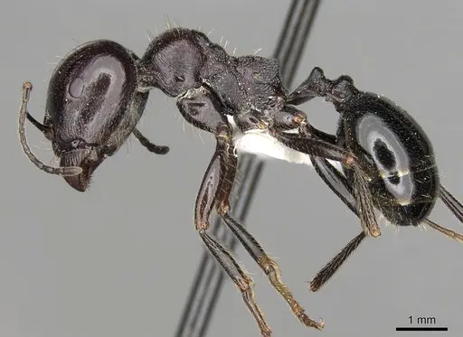 Messor dentatus specimen