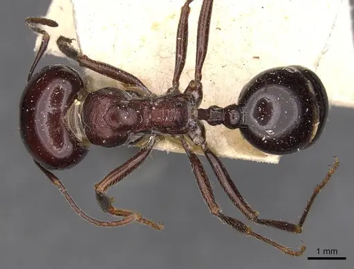 Messor dentatus - CASENT0907733