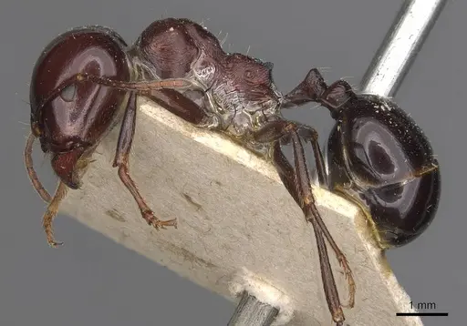 Messor dentatus - CASENT0907733