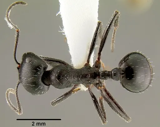 Messor denticornis specimen