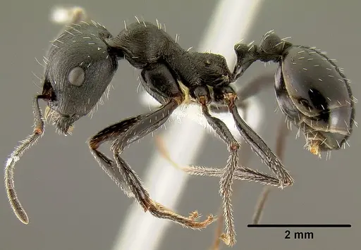 Messor denticornis specimen