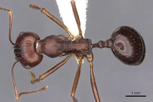 Messor denticornis - CASENT0900465