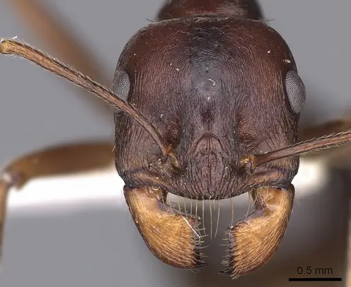 Messor denticornis - CASENT0900465