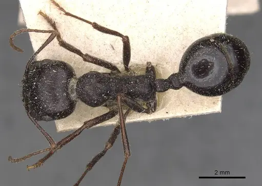 Messor denticornis - CASENT0907746