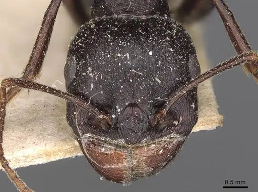 Messor denticornis - CASENT0907746