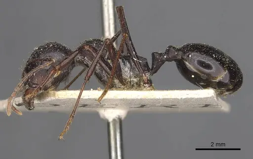 Messor denticornis - CASENT0907746