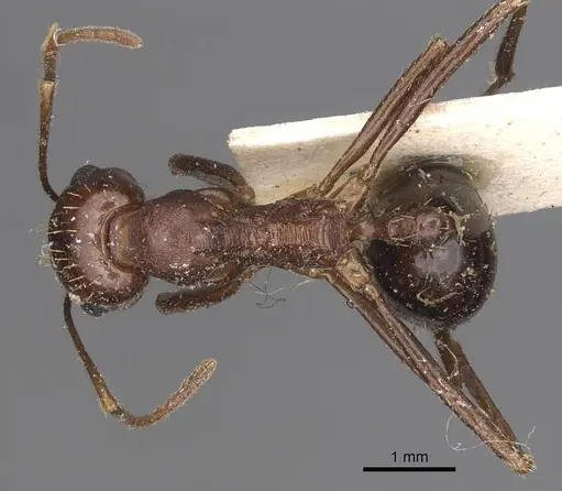 Messor denticornis - CASENT0907747