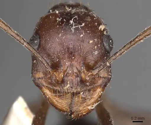 Messor denticornis - CASENT0907747