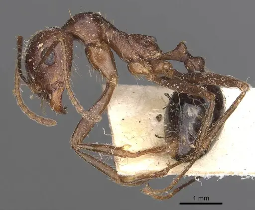 Messor denticornis - CASENT0907747