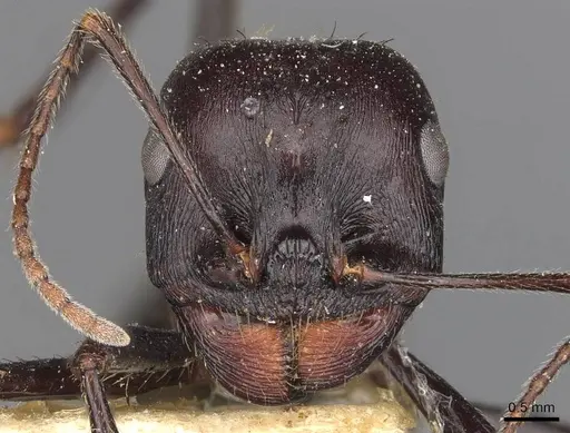 Messor denticornis - CASENT0907748