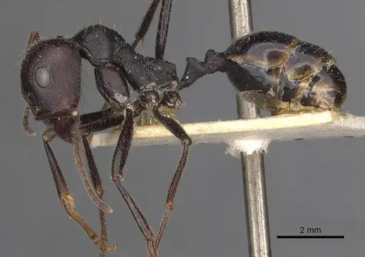 Messor denticornis - CASENT0907748