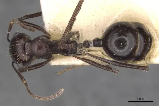 Messor denticornis - CASENT0907749
