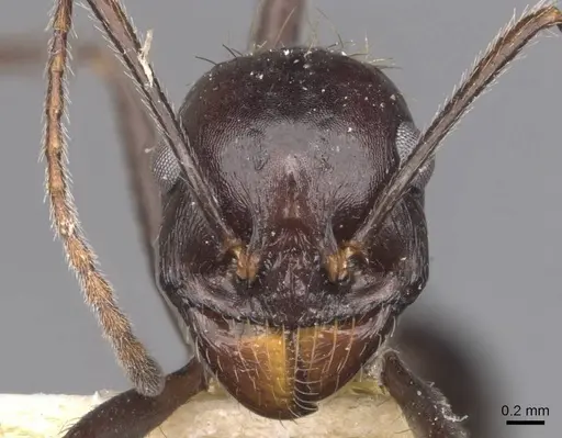 Messor denticornis - CASENT0907749